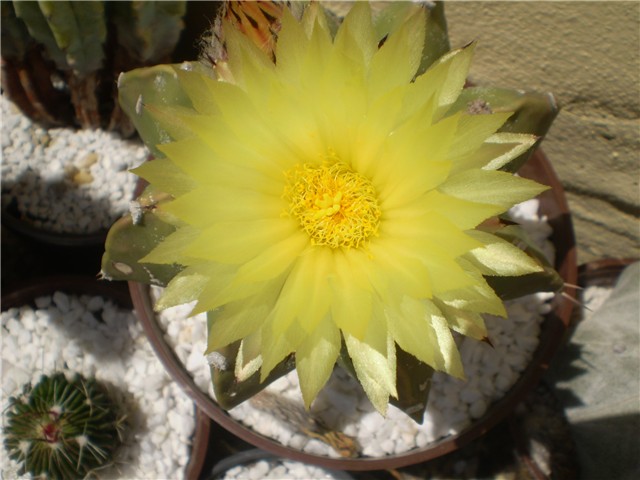 kaktus
